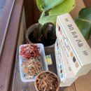 순수김밥 | 경주 황리단길 맛집 황남우엉김밥 내돈내산 솔직후기