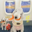 알로하펫 이미지