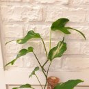 연철농장 | 에피프레넘 피나텀 스켈레톤 키 분갈이와 근황