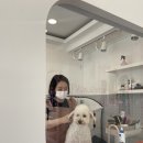 넘버원 펫살롱 이미지