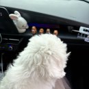 가고파닭발 | 우리의 죄는 야옹