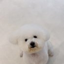 단풍이네 그루밍샵 이미지