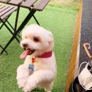 꼬리살랑 이미지