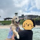 빌드스냅