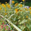 나무그림펜션 이미지