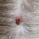 봄강아지 이미지