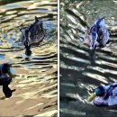 청둥오리 이미지