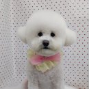 펫피파니 이미지