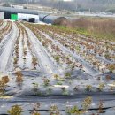 용주농장 이미지