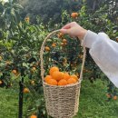 제주하뭄 | 제주 하뭄 감귤체험 후기 1 🍊 (서귀포 조생귤 귤따기 체험)