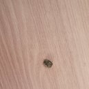 사두 Daum카페