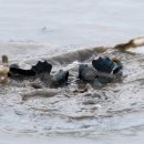 생태환경 평생학습강사 양성과정 이미지