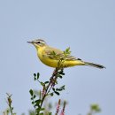 서산의 흰눈썹긴발톱할미새(Eastern Yellow Wagtail) 이미지