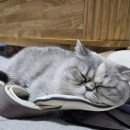 호호냥(Hohonyang) 이미지