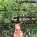 에이스 켄넬 이미지