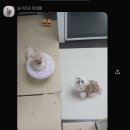 슬기로운 멍생활 이미지