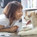 예가애견 이미지