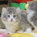 김포고양이분양 맘스캣 이미지