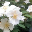 항산화도반욕 이미지