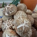 최선표고 강원양양 유기농 원목 바른먹거리 표고버섯 이미지