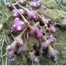 두광마트 이미지