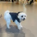 댕카페 | [[경기 시흥] 댕카페] 시흥애견동반카페 시흥애견카페 후기