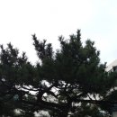 경포비치 네이버블로그