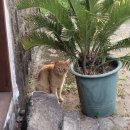 제주 바닷마을 다이어리 이미지