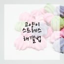 고양동물병원 | 고양시동물병원 숨바꼭질하는 고양이? 걱정마세요!