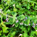 박하제주 이미지