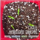 다이소 방울토마토 재배키트 초보도 직접 쉽게 키우기 가능