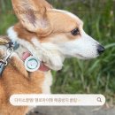 멍뭉펫 | 다이소꿀템! 헬로마이펫 멍뭉 산책가는길 해충방지클립 후기