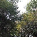 청주 캠핑 옥화자연휴양림 캠핑장 후기