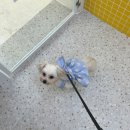 펫탑클래스애견호텔&미용 | 선생님이 강아지에게 진심인게 눈에 보였던 ‘헬로우버디 홍대점’ | 마포애견유치원, 애견미용 솔직후기