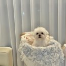 오앤네일 | 강아지 유모차 [오앤키] - 어반럭스 내돈내산 후기 ✨