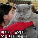 PET15어3378 | AZD0486 Cycle #13 #14 #15/ 다섯 번째 중간검사/ 장애연금 등급 하락