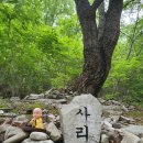 1132 | 1132)복호산 33)지룡산 34)내원봉 35)삼계봉 36)사리암봉(경북 청도군) [오지산행]