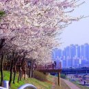 4월 13일(수) 안양천 벚꽃길 - 봄꽃잔치 3 이미지