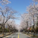 산호동338 | 교촌치킨 '교촌치즈트러플순살' 요기요 4천원 할인 &amp; 뚜레쥬르의 '교촌을품은 뚜쥬 교촌고로케' 후기