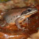 척삭동물문-무미목-개구리과-한국산개구리 이미지
