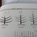 크고 달고 맛있는 체리나무 만들기 10 이미지