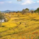 영산강뚝방길 | [여행] 나주 영산강정원(feat. 황화코스모스)