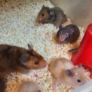 골든PC클럽 이미지