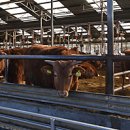 평화통일목장 이미지