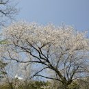 제주 신례리 왕벚나무 자생지 이미지