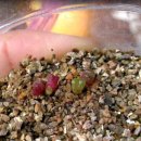 김밥옆구리 이미지