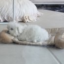 더왈츠앤조이피아 이미지