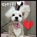 멍군애견 이미지