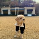 이동공설운동장(천연잔디) | 남양주 애견카페 그라운독 겨울방문 강아지운동장 아쉬웠던 점 내돈내산솔직후기