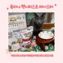 반려하다 | 노령묘도 잘 먹는 퓨리나 팬시피스트 테이스터 : 습식 건식 교차급여 추천